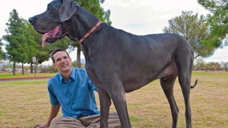 Dünyanın En Uzun Boylu Köpeği öldü - Dünya Haberleri