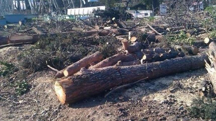 Florya’da ağaç katliamı