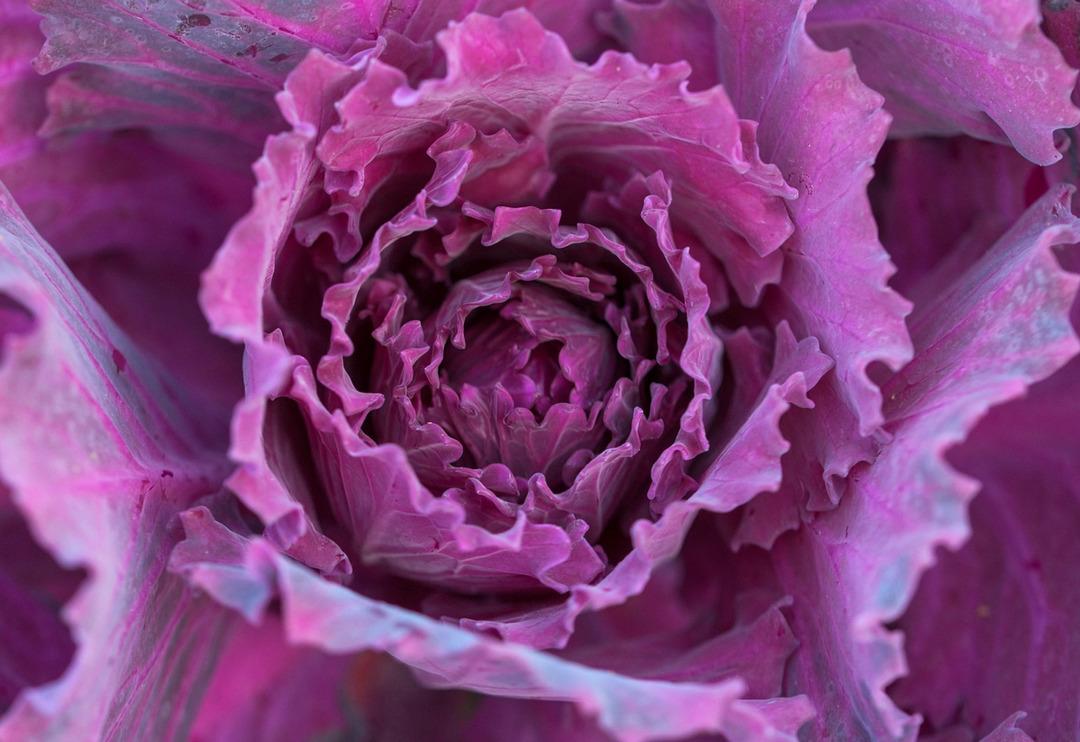 Y&uuml;zlercesi tek tek incelendi! İşte en sağlıklı besin