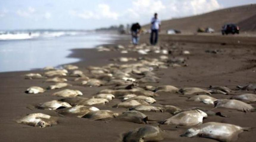 Bölge sakinlerini korkutan görüntü