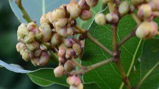 Köylünün yeni geçim kaynağı! 25 bin TL gelir sağlıyor