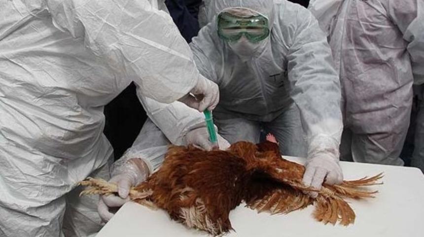 Çin'de kuş gribinden 2 kişi öldü