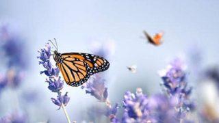 Üçüncü cemre ne zaman düşecek? Üçüncü cemre nereye düşer?