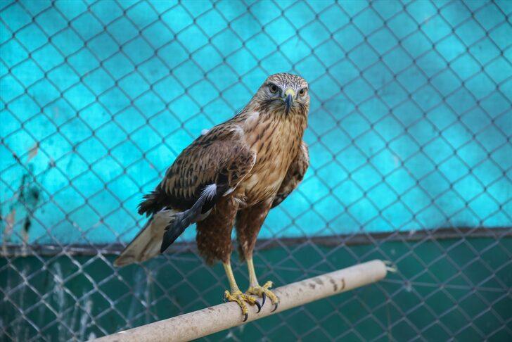 Güneydoğu'nun yaban hayvanları Şanlıurfa'daki merkezde yeniden hayata tutunuyor G1