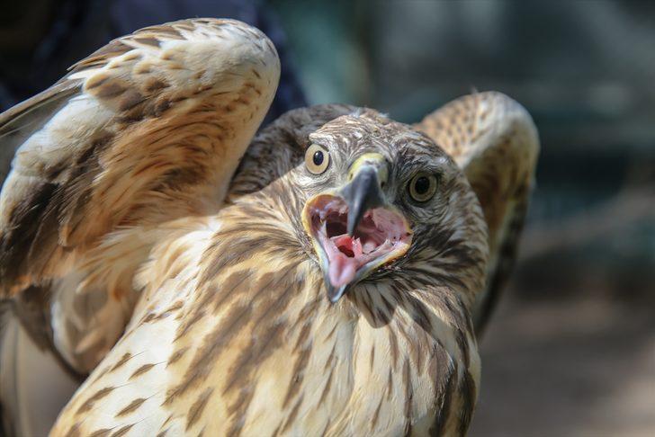 Güneydoğu'nun yaban hayvanları Şanlıurfa'daki merkezde yeniden hayata tutunuyor G2