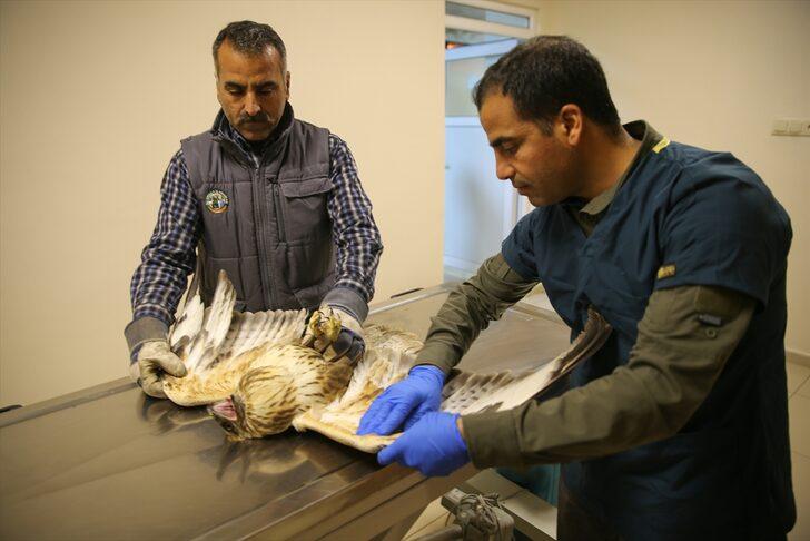 Güneydoğu'nun yaban hayvanları Şanlıurfa'daki merkezde yeniden hayata tutunuyor G3