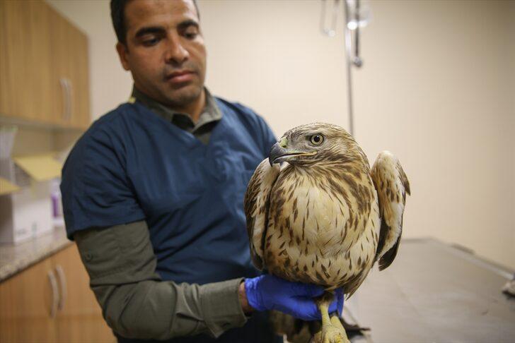 Güneydoğu'nun yaban hayvanları Şanlıurfa'daki merkezde yeniden hayata tutunuyor G4