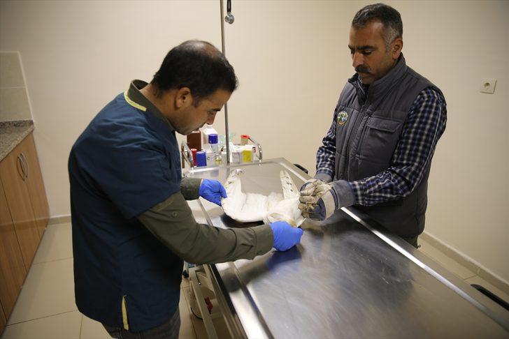 Güneydoğu'nun yaban hayvanları Şanlıurfa'daki merkezde yeniden hayata tutunuyor G5