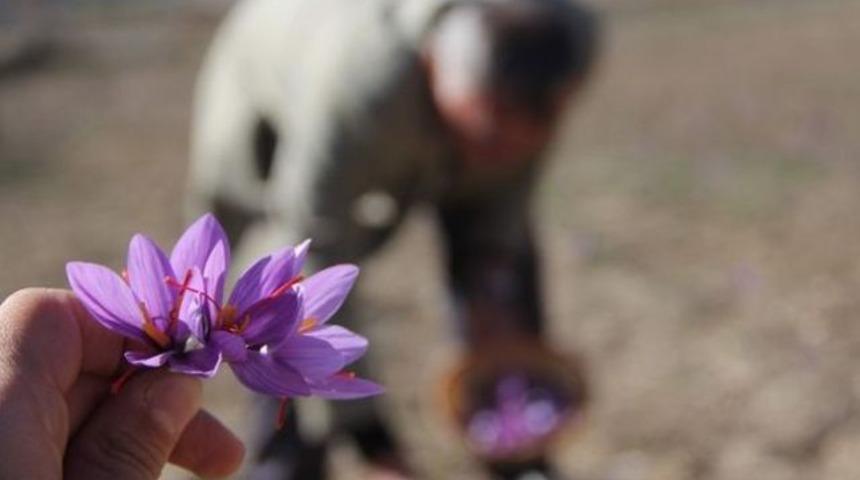 D&uuml;nyanın en pahalı bitkisinin faydaları