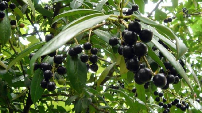 Şifa kaynağı karayemiş