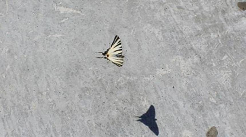 Yurt dışına kaçıracaklardı, yakalandılar