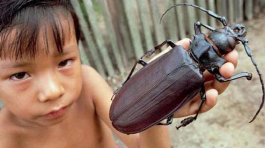 Dünyanın en büyük böceği