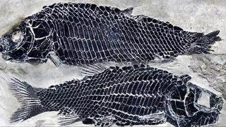 Çin'de heyecanlandıran keşif! 436 milyon yıllık balık fosili bulundu