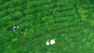 ÇAYKUR işçi alımı başvurusu ne zaman? 2022 ÇAYKUR işçi alımı kura çekimi ne zaman yapılacak?