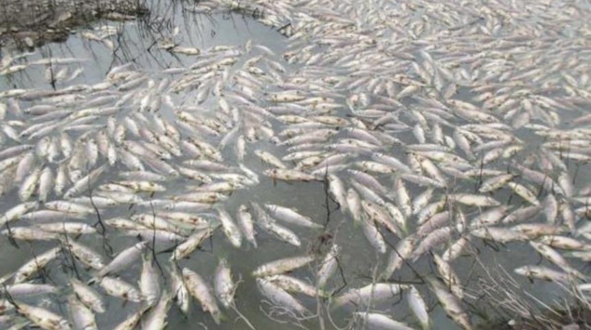 Çorum'daki Obruk Barajı'nda toplu balık ölümü