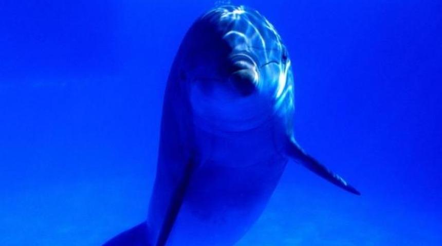 Yunusların da adı var