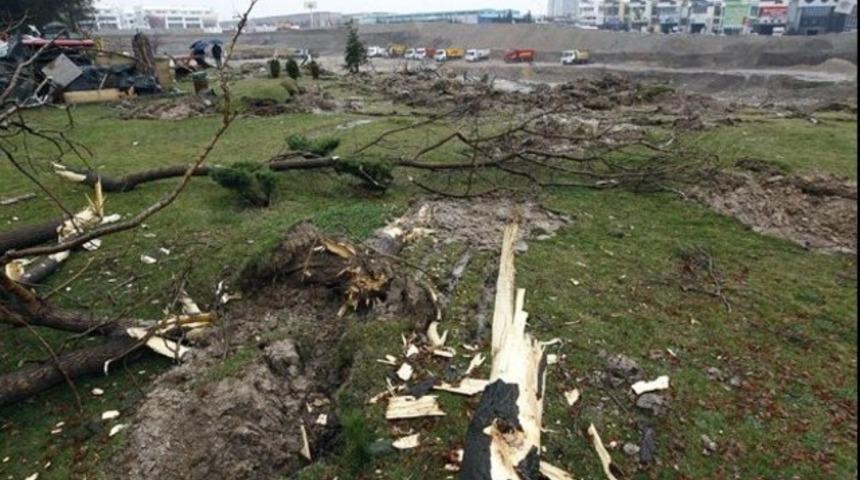 Gece 3'te gelip ağaçları kestiler