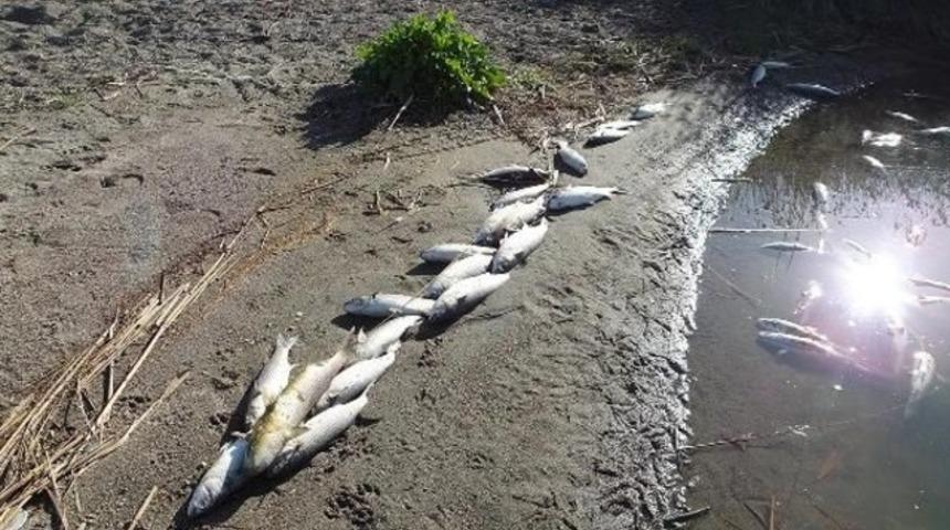 G&ouml;nen &Ccedil;ayı&rsquo;nda korkutan balık &ouml;l&uuml;mleri