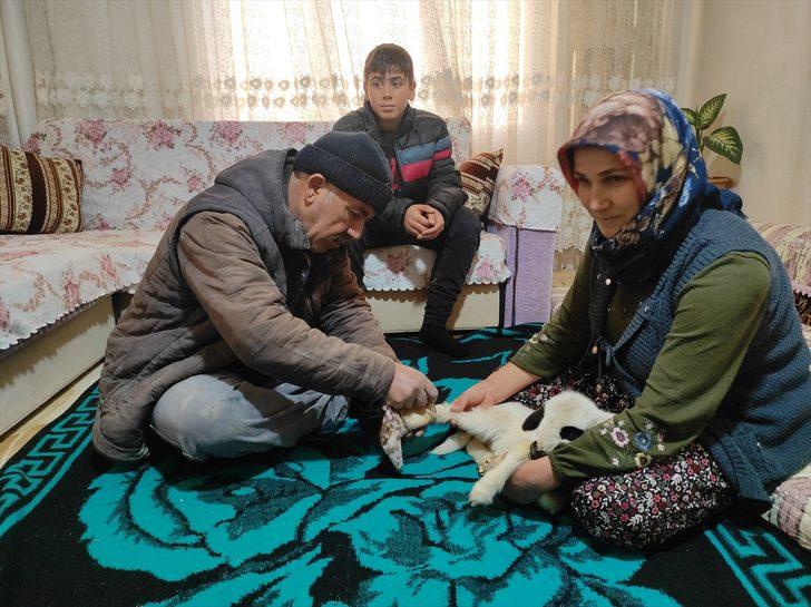 Bacağı kırılan "Batuka" karantina sürecinde evlerinin "kuzusu" oldu G1