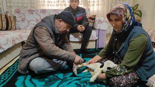 Bacağı kırılan Batuka karantina sürecinde evlerinin kuzusu oldu