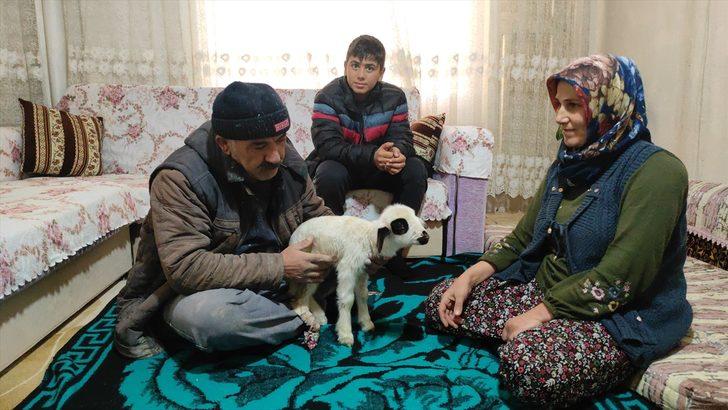 Bacağı kırılan "Batuka" karantina sürecinde evlerinin "kuzusu" oldu G2