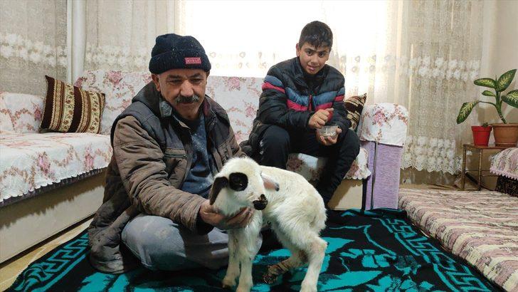 Bacağı kırılan "Batuka" karantina sürecinde evlerinin "kuzusu" oldu G3