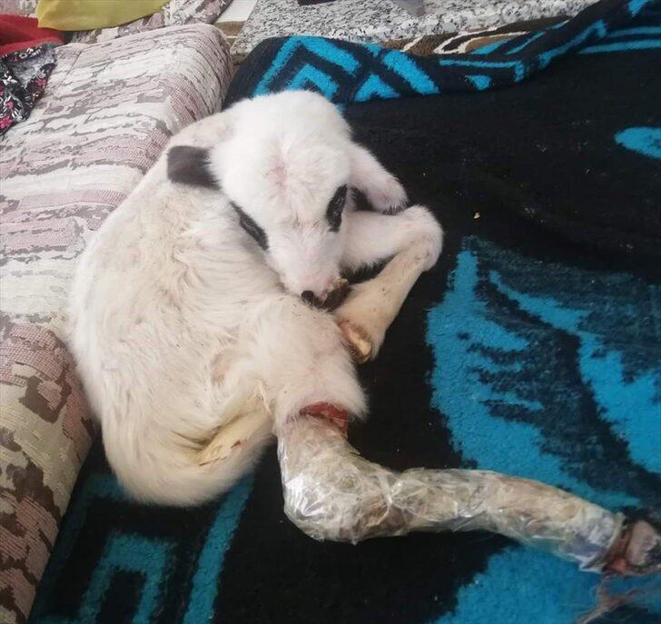 Bacağı kırılan "Batuka" karantina sürecinde evlerinin "kuzusu" oldu G5