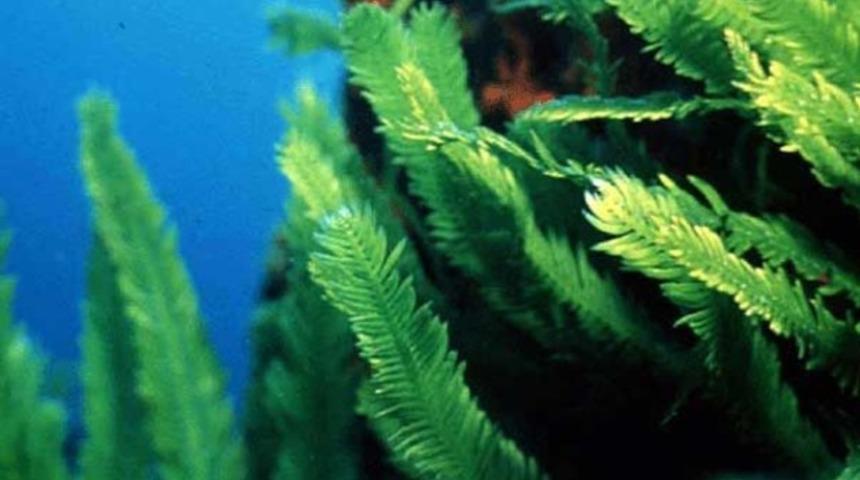 Kanserin katili T&uuml;rkiye'de &ccedil;ıktı