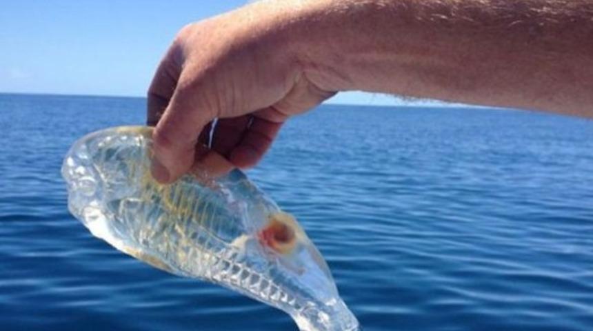 Bu balık ilk kez yakalandı