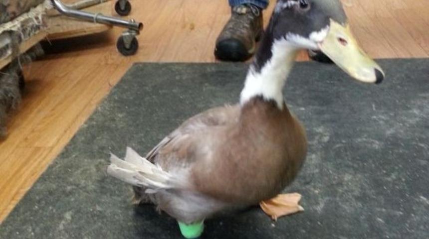 &Ouml;rdeğe 3 boyutlu yazıcıyla &uuml;retilmiş protez bacak