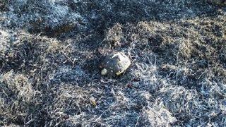 Bigadiç'te 3 hektar makilik yandı