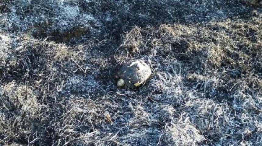 Bigadiç'te 3 hektar makilik yandı