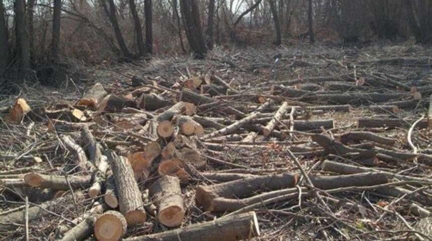 Ağaçlar 'yangın tehlikesi' yüzünden kesilmiş