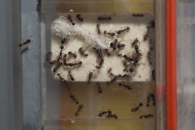 Uzayda karınca kolonisi