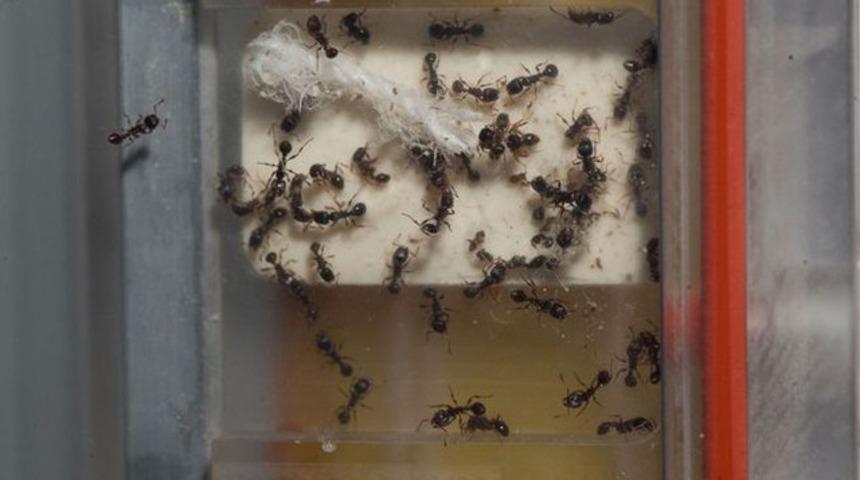 Uzayda karınca kolonisi