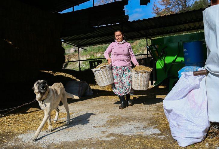Devletten aldığı destekle sürü sahibi oldu G1