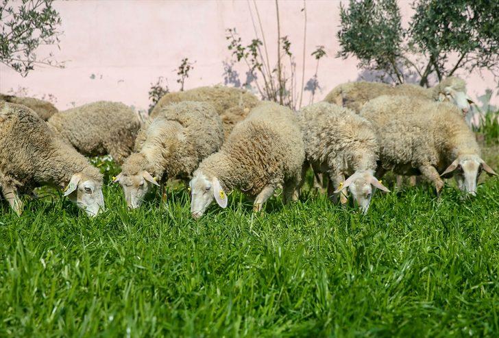 Devletten aldığı destekle sürü sahibi oldu G2