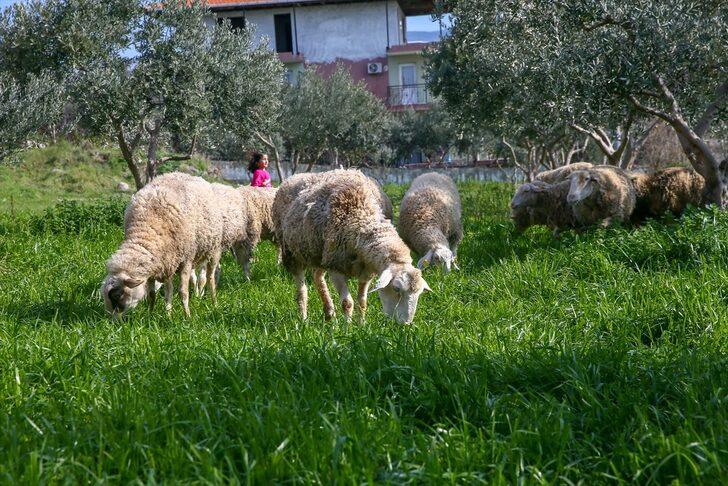 Devletten aldığı destekle sürü sahibi oldu G5