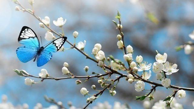 2022 Üçüncü cemre düştü mü, nereye düştü? Üçüncü cemre ne zaman düşecek? 