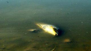 Baraj suları çekildi, balık ölümleri başladı