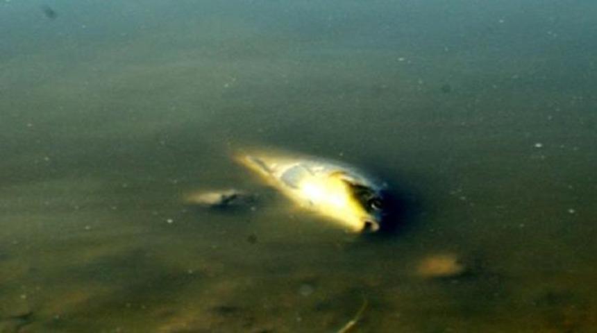 Baraj suları çekildi, balık ölümleri başladı