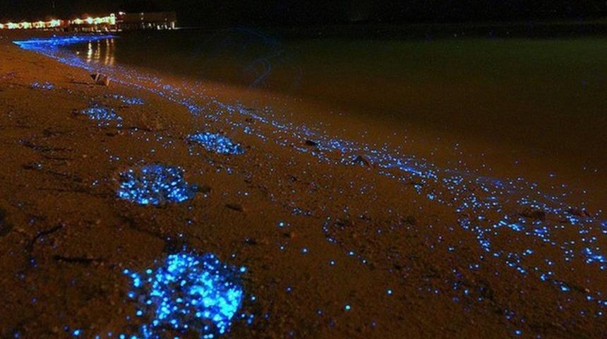 Kıyıda şaşırtan manzara