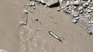 Yeşilırmak'ta balık ölümleri korkuttu