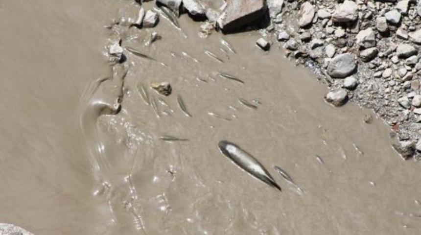 Yeşilırmak'ta balık ölümleri korkuttu