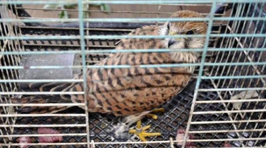 Kerkenez kuşu casus muamelesi g&ouml;rd&uuml;