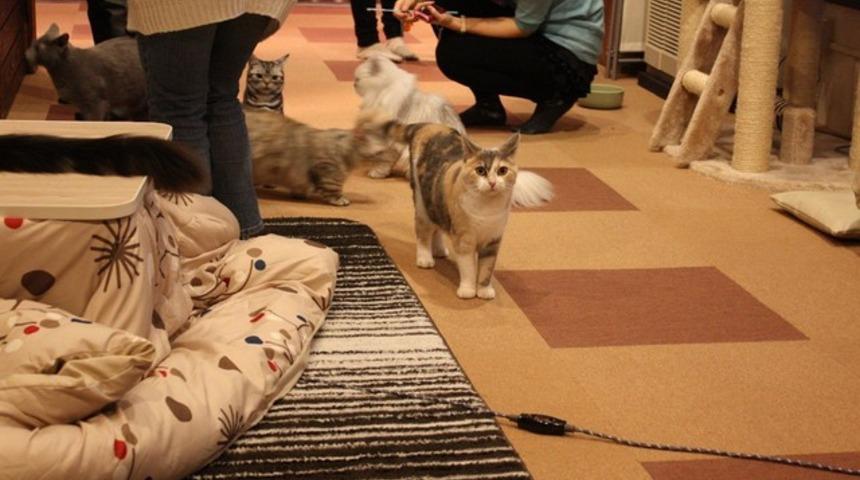 Petshop'ta sadece balık ve kanatlı olsun