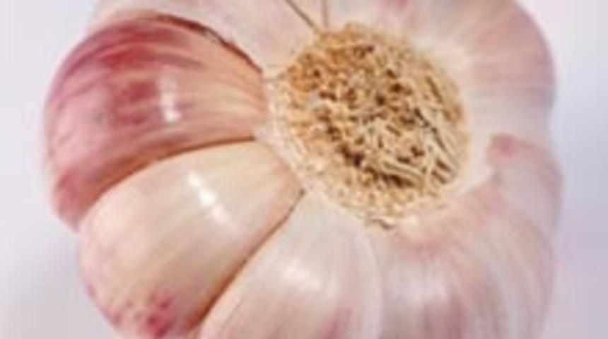 Sarımsak Fel&ccedil; Edebilir