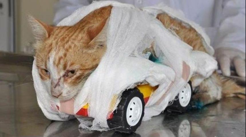 Kedi Umut'tan savcılığa dilekçe