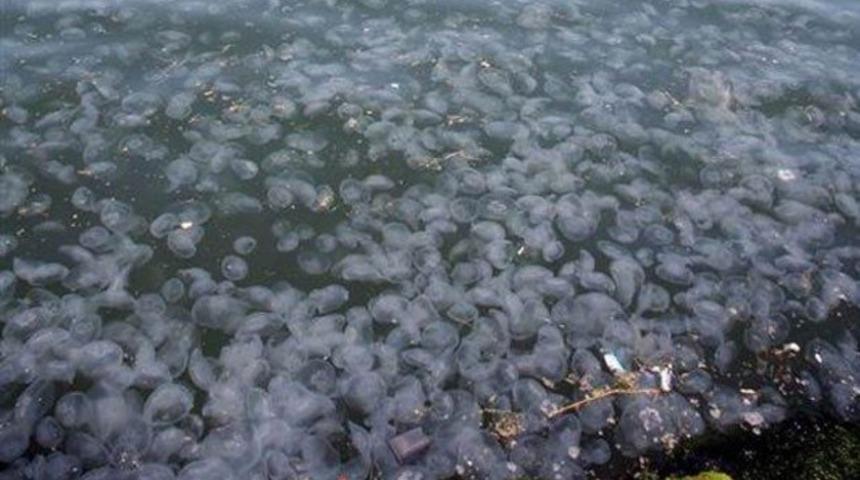 İzmir Körfezi'nde denizanası istilası