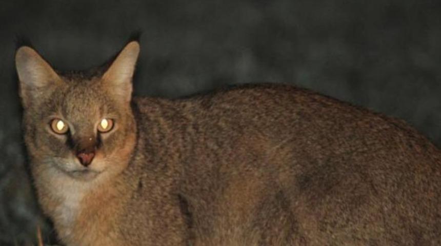 Nesli tehlikedeki 'Saz kedisi' görüntülendi